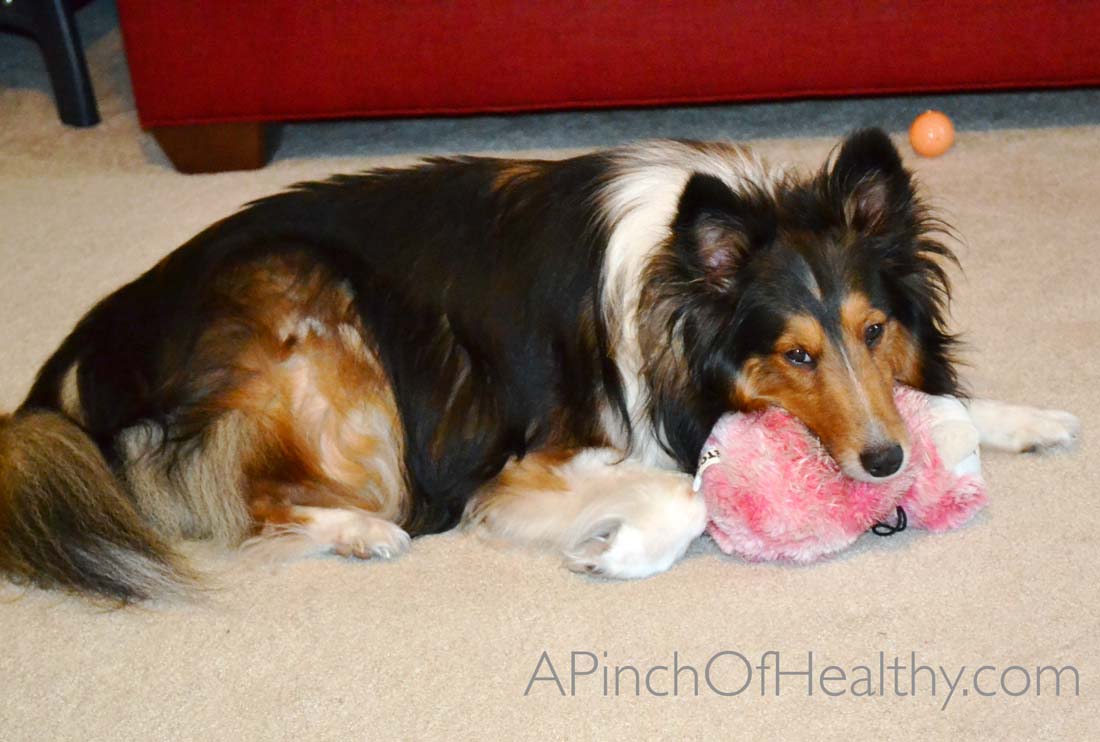 My Crumb Catcher - Fueled by Purina Pro Plan| APinchOfHealthy.com