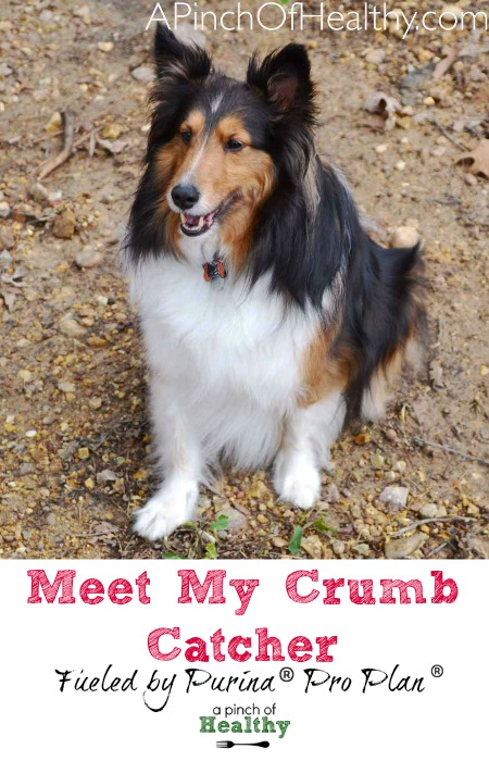 Meet My Crumb Catcher - fueled by Purina Pro Plan| APinchOfHealthy.com